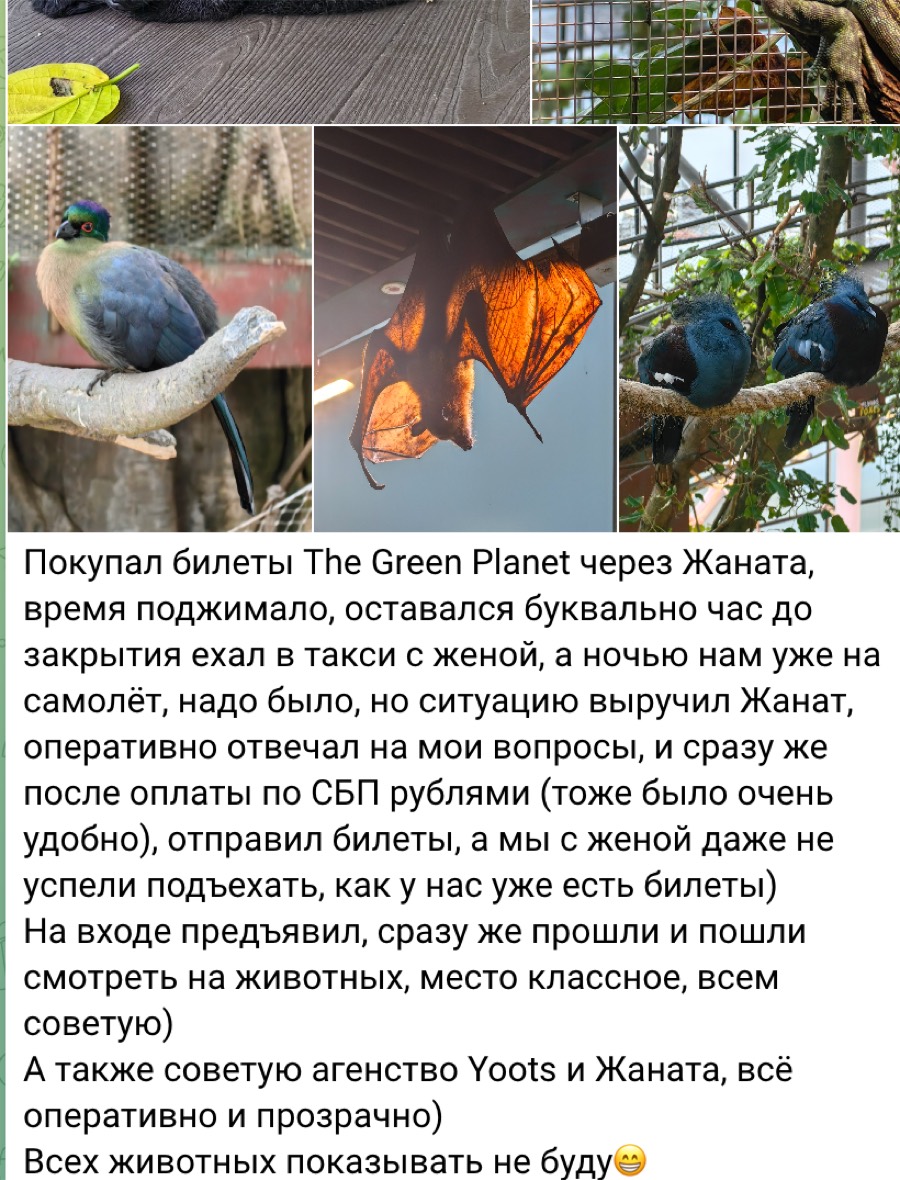 Скриншот Telegram-отзыва про билеты The Green Planet